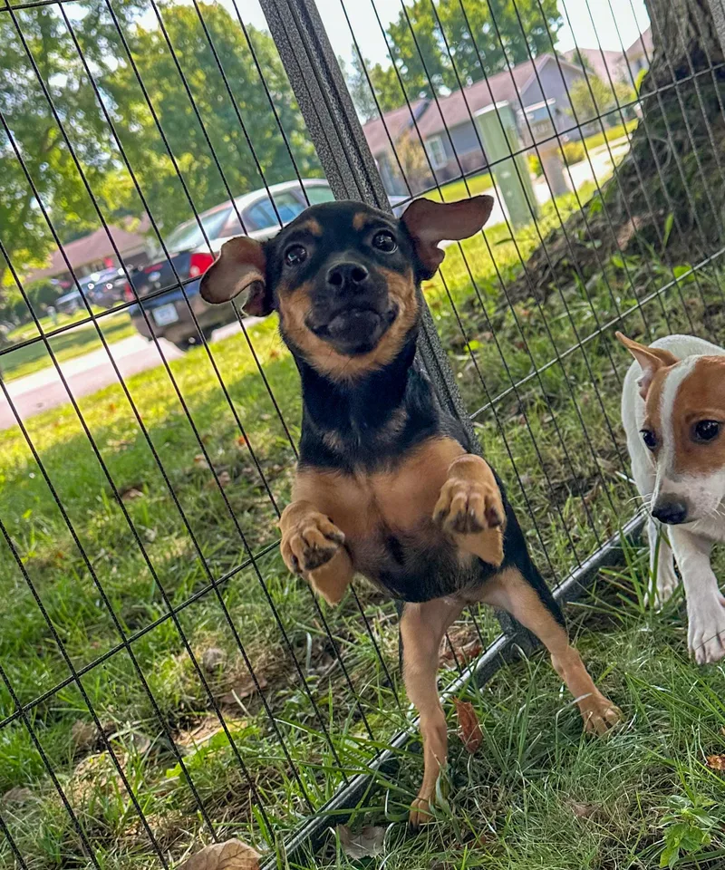 A young small-sized female Chihuahua dog named Salsa for adoption in Indianapolis, IN