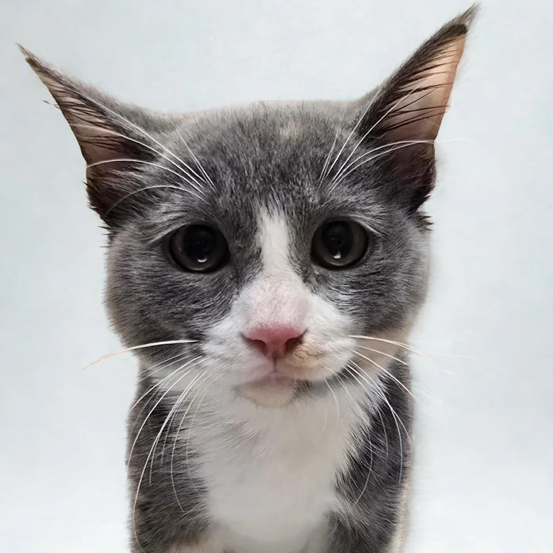 A young large-sized female Calico Domestic Short Hair cat named Nutmeg for adoption in Wickenburg, AZ
