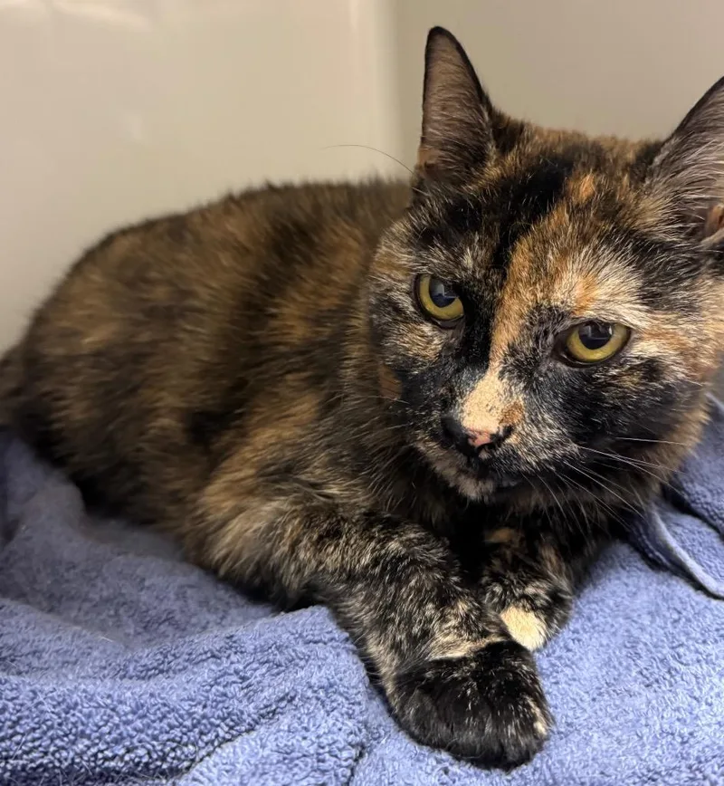 An adult medium-sized female American Shorthair cat named Layla for adoption in Ferndale, NY