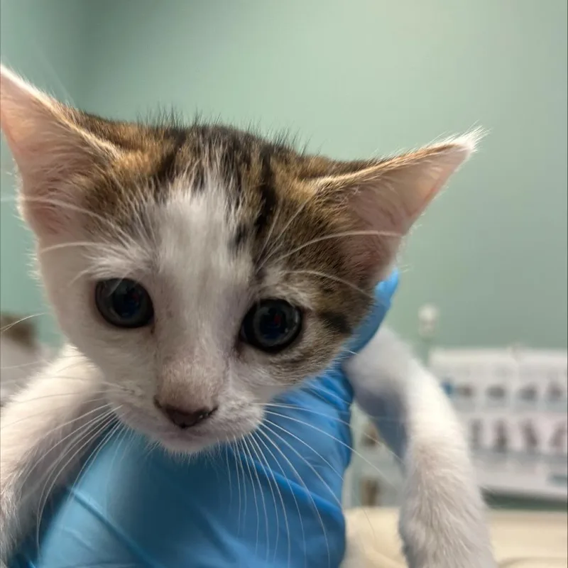 A baby small-sized female Torbie Domestic Medium Hair cat named Unknown for adoption in Tacoma, WA