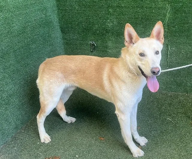 A young large-sized male German Shepherd Dog dog named Leo for adoption in Lancaster, CA