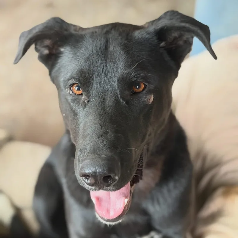 An adult medium-sized male Mixed Breed dog named Hank for adoption in Wilsall, MT