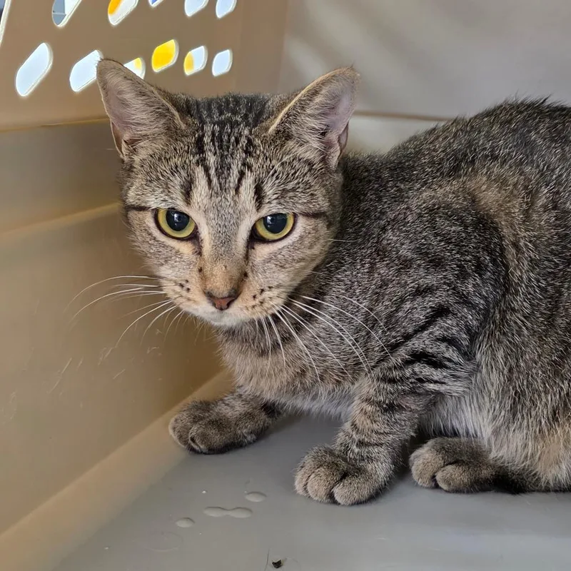 A young medium-sized female Brown / Chocolate Domestic Short Hair cat named Guppy for adoption in Auburn, AL