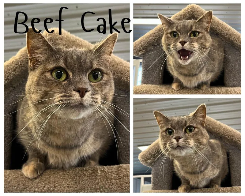 Beef Cake