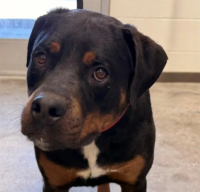 A young large-sized male Rottweiler dog named Connan for adoption in Tucson, AZ