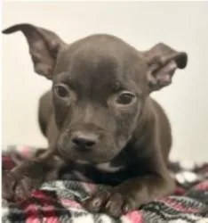 A baby medium-sized female Mixed Breed dog named Noodle for adoption in West Chester, PA