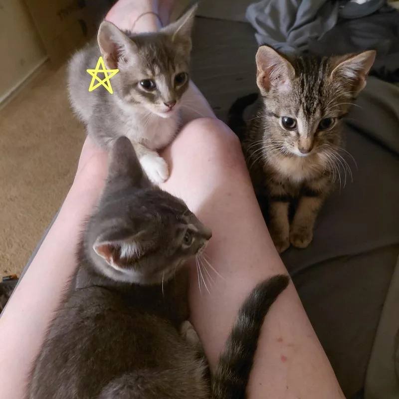A baby small-sized female Brown / Chocolate Domestic Short Hair cat named French Toast for adoption in Austin, TX
