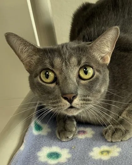 An adult medium-sized female Domestic Short Hair cat named Sternum for adoption in Mason, MI