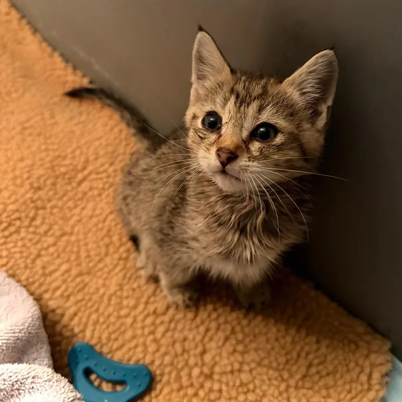 A baby small-sized male Brown / Chocolate Domestic Short Hair cat named Bentley for adoption in Jefferson city, TN