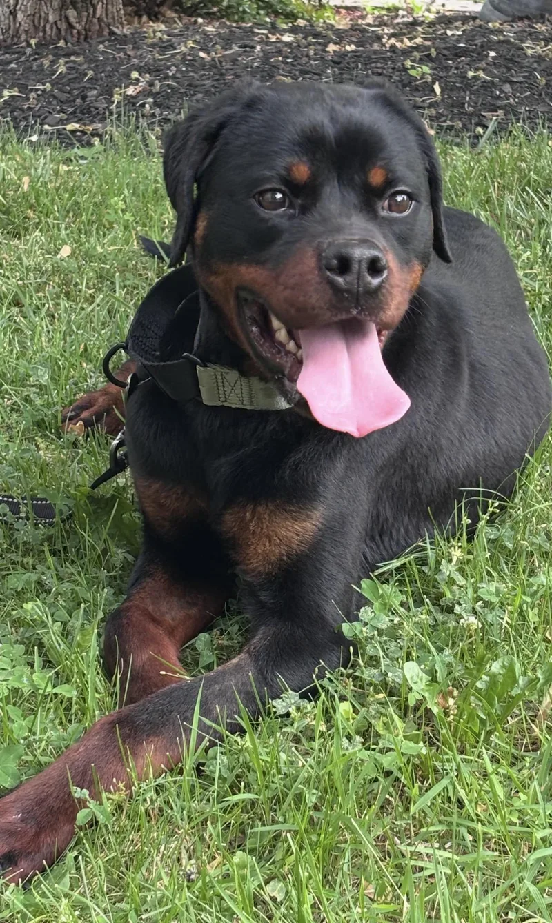 A young large-sized male Rottweiler dog named Renegade for adoption in Saratoga Springs, NY