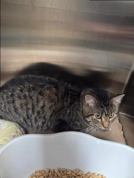 A young medium-sized female Domestic Short Hair cat named Rosie for adoption in Trenton, NJ