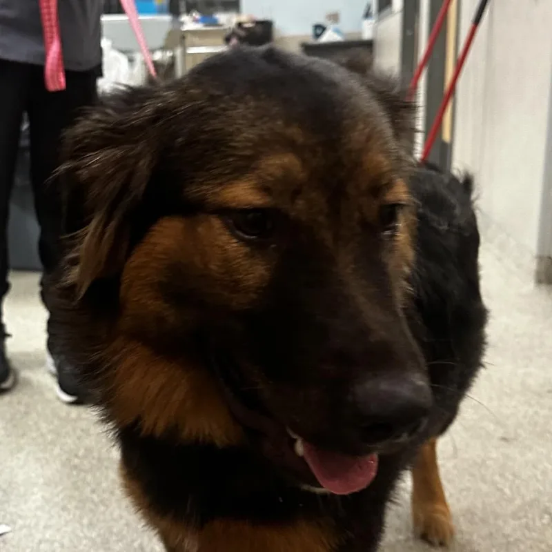 A young large-sized female Black Mixed Breed dog named Treestar for adoption in Jacksonville, FL