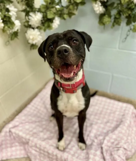 An adult large-sized male Pit Bull Terrier dog named Zeus for adoption in Brighton, CO