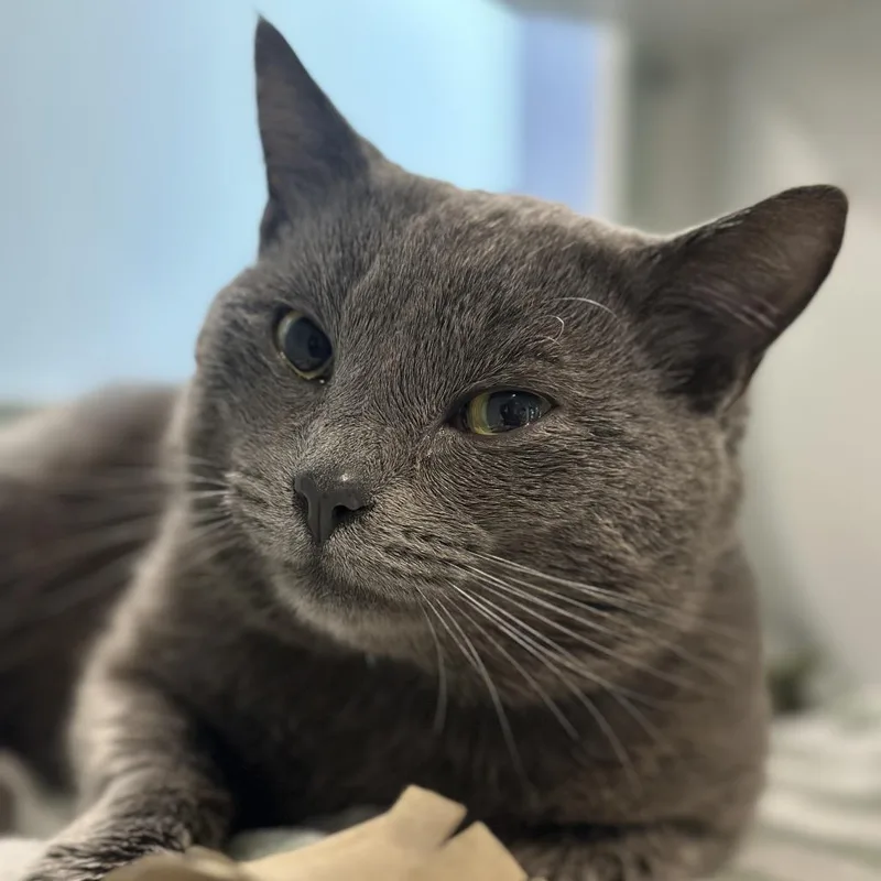 Hampurrger thumbnail 2