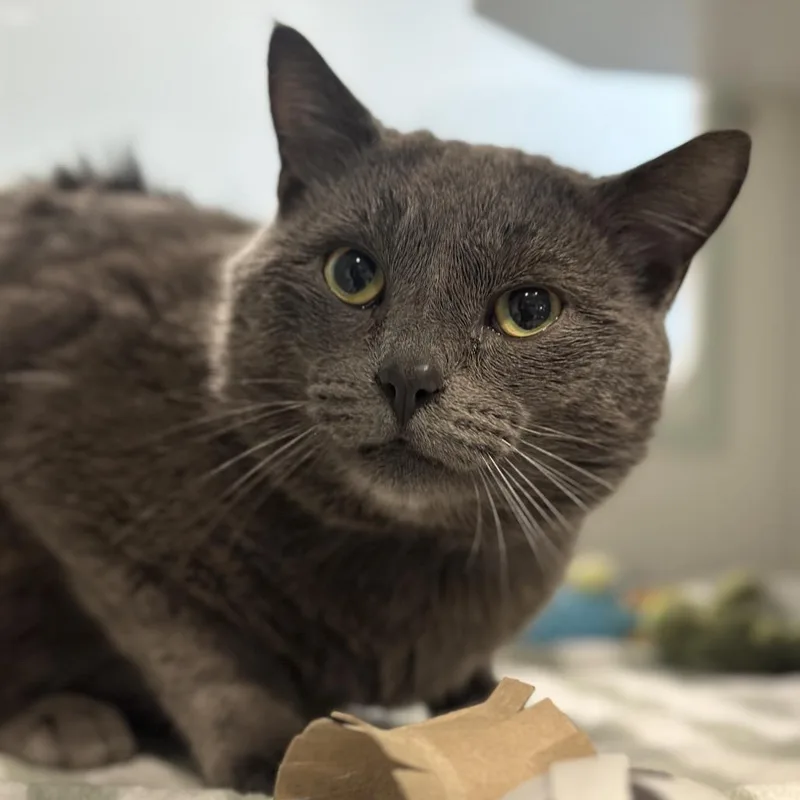 Hampurrger thumbnail 3