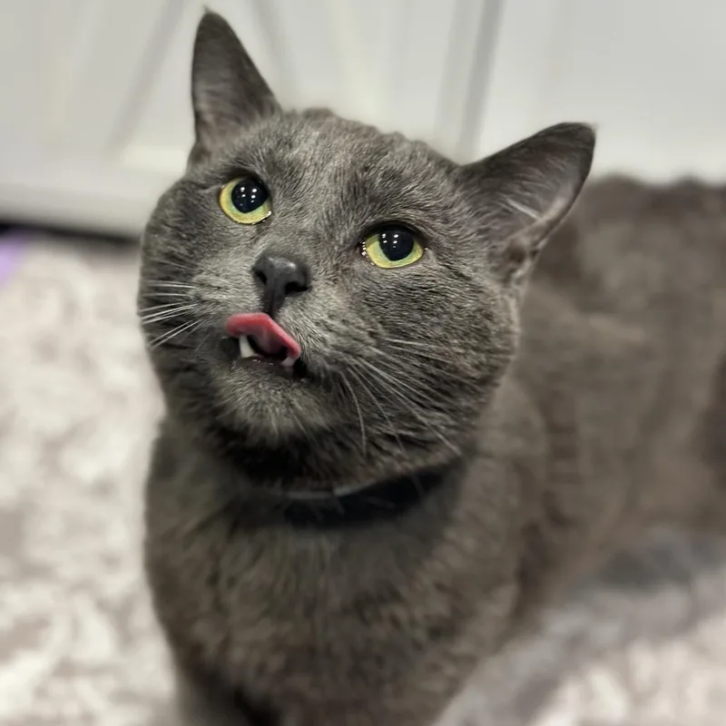 Hampurrger thumbnail 4