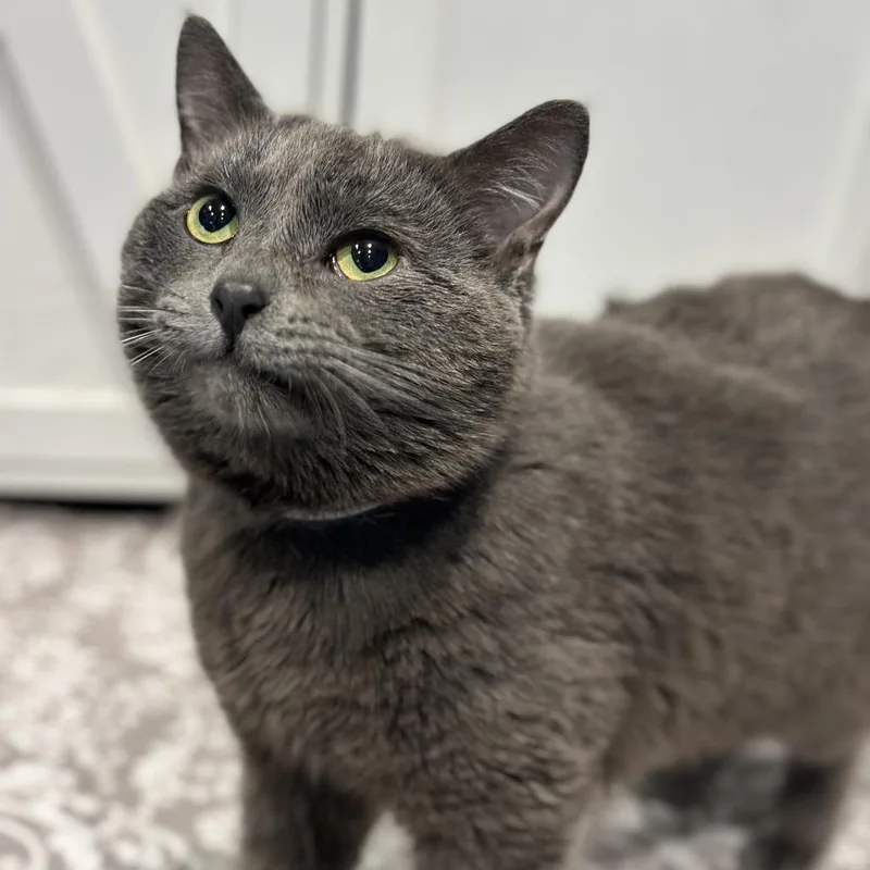 Hampurrger thumbnail 5