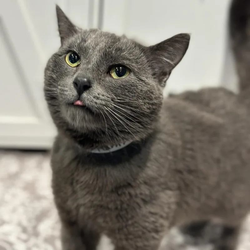 Hampurrger thumbnail 6