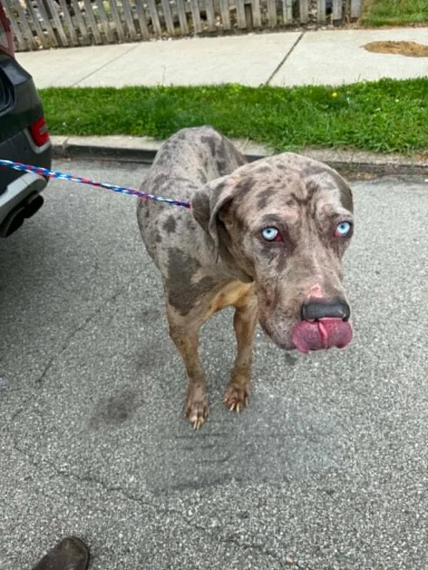 A young large-sized male Merle (Blue) Great Dane dog named Bear for adoption in Clairton, PA