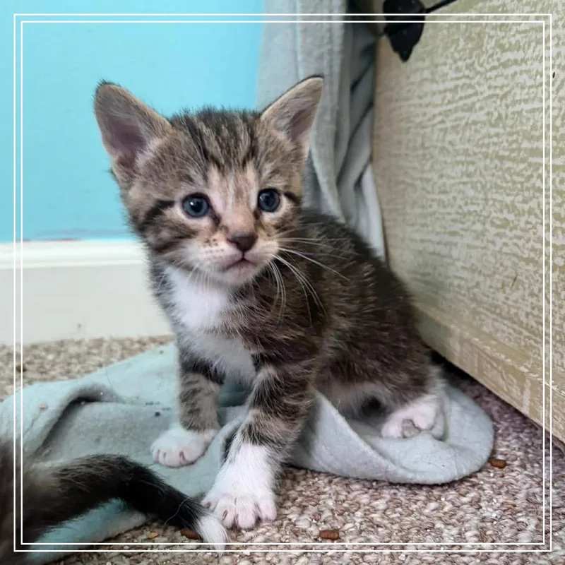 A baby small-sized male Brown / Chocolate Domestic Short Hair cat named Cannoli for adoption in Monroe, MI