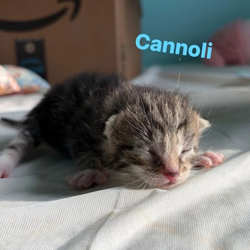 Cannoli thumbnail 3