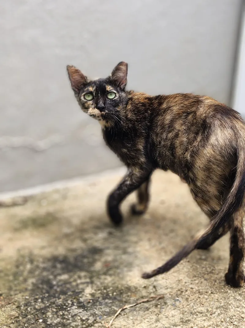 A baby medium-sized female Tortoiseshell Domestic Short Hair cat named Sully for adoption in Franklin, MA