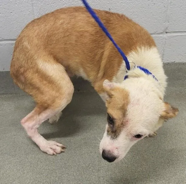 A young small-sized male Chihuahua dog named Bruno for adoption in Houston, TX