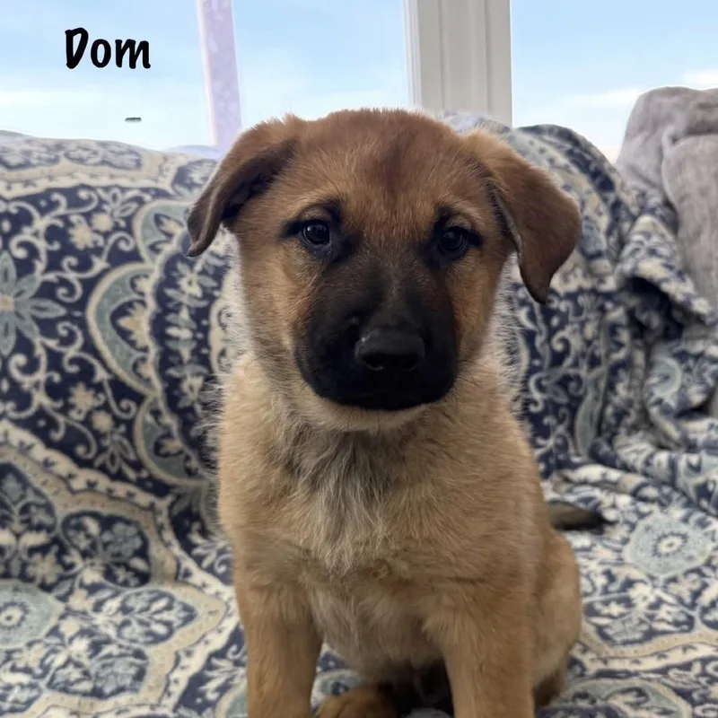 Mountain Strong Dom thumbnail 2
