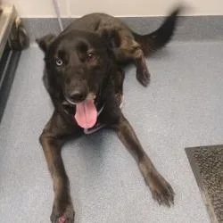 An adult medium-sized female Shepherd dog named Iris for adoption in St Joseph, MO
