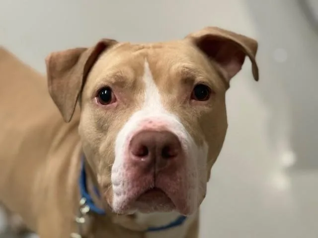 An adult large-sized male Golden American Staffordshire Terrier dog named Zeuski for adoption in New York, NY