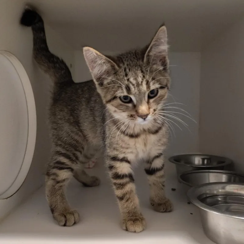A baby small-sized female Brown / Chocolate Domestic Short Hair cat named Spring Peeper for adoption in Dearborn, MI