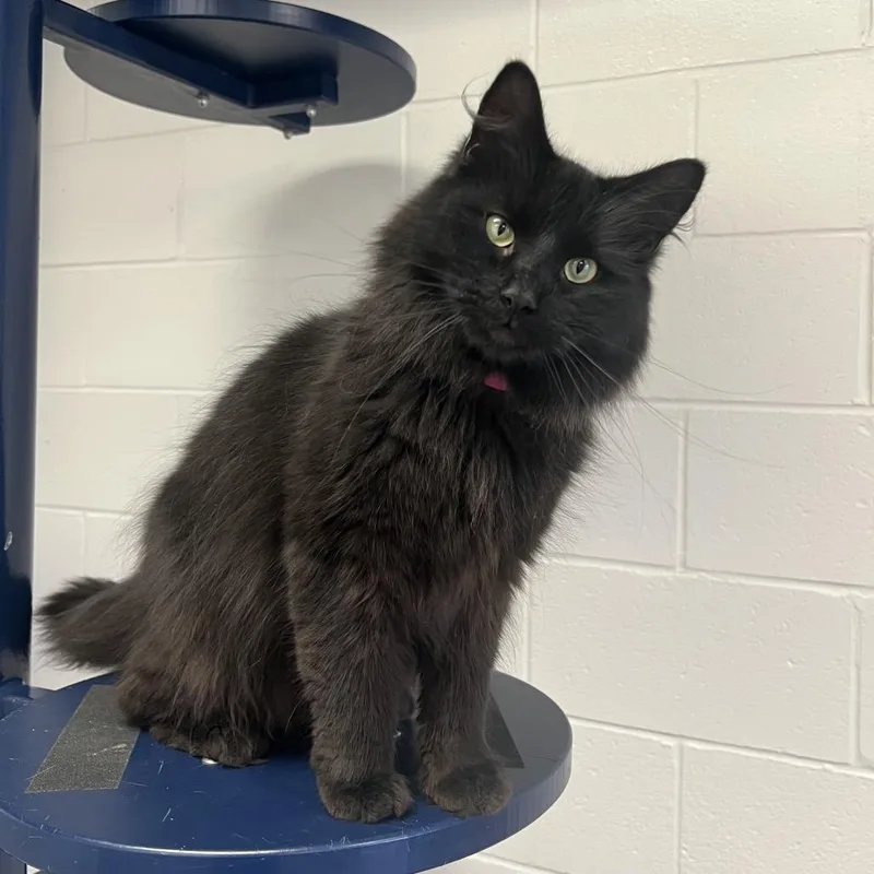 An adult large-sized female Black Domestic Medium Hair cat named Isabella Cabbage for adoption in Fairport, NY