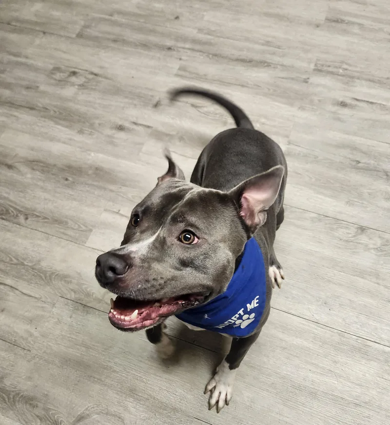 A young medium-sized male Gray / Blue / Silver American Bully dog named Beef Wellington for adoption in Mansfield, OH
