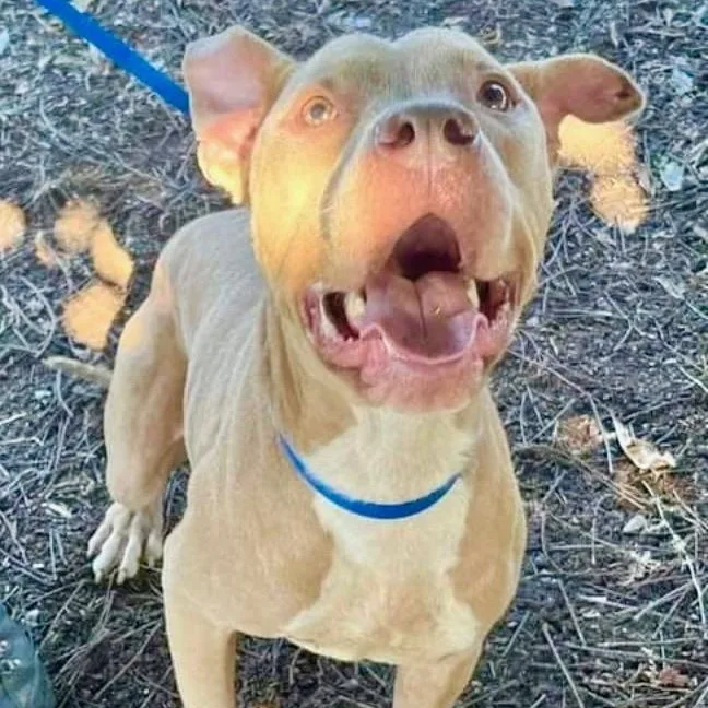 An adult large-sized male Pit Bull Terrier dog named Finn Such A Sweet for adoption in Los Angeles, CA