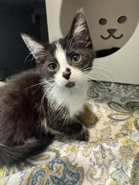A baby medium-sized male Domestic Short Hair cat named Venus Fly Trap for adoption in Leesburg, VA