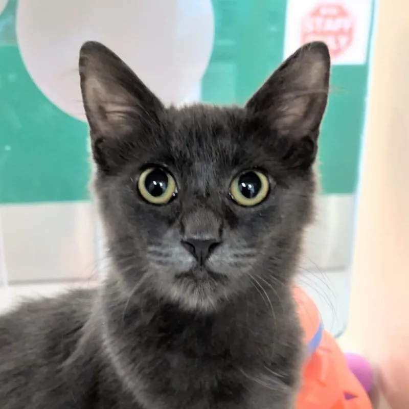 A baby small-sized female Gray / Blue / Silver Domestic Medium Hair cat named Comet for adoption in Reno, NV