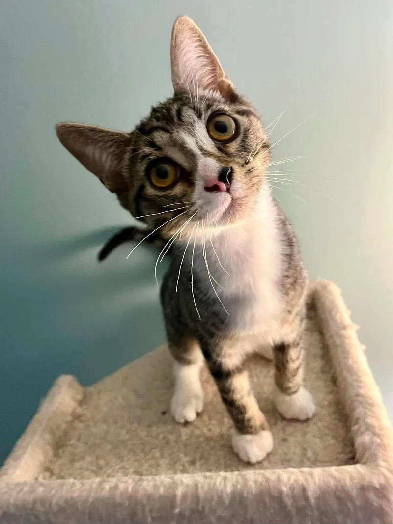 A baby medium-sized male Domestic Short Hair cat named Dilly for adoption in Gonic, NH