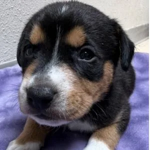 A baby small-sized male Rottweiler dog named Buttered Popcorn for adoption in Parker, CO