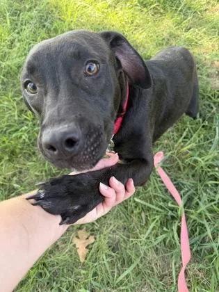 A young large-sized male Black Pit Bull Terrier dog named Bumble for adoption in Kansas City, MO