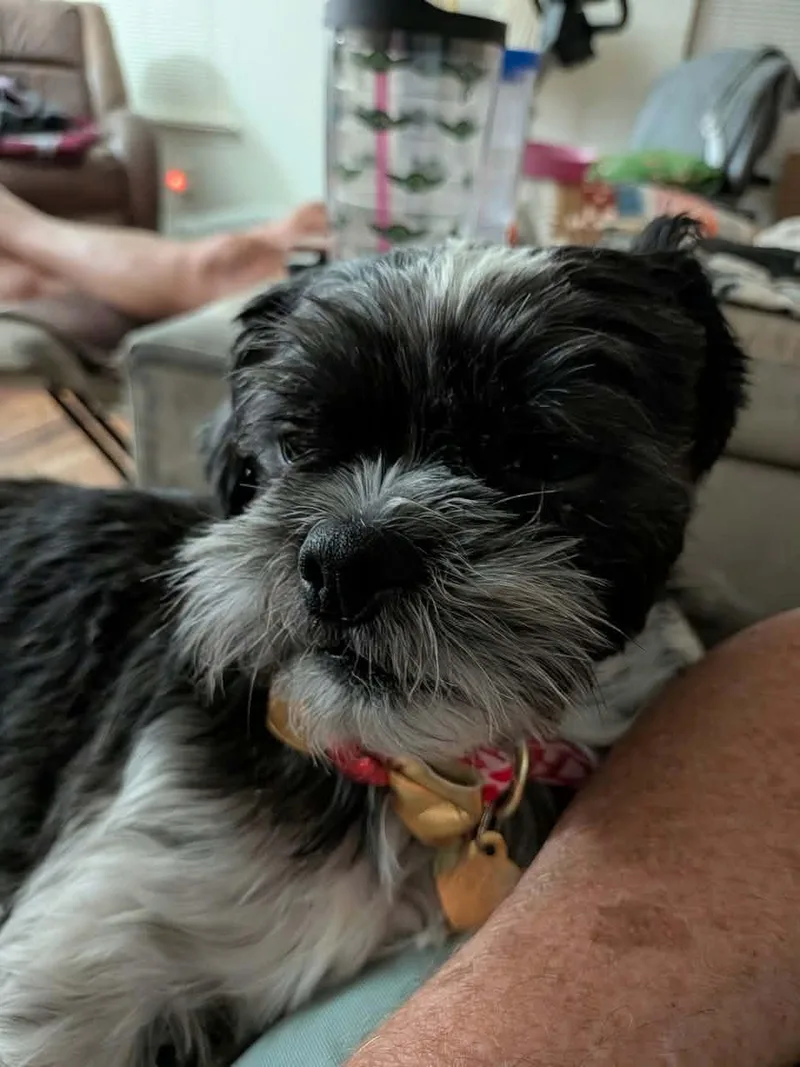 A young small-sized female Black Shih Tzu dog named Brie for adoption in Round Rock, TX