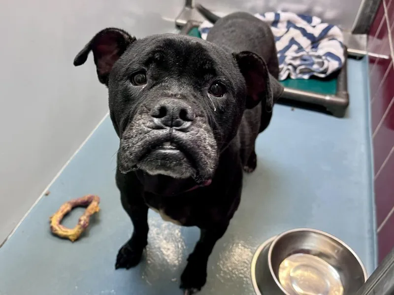 An adult large-sized female Boxer dog named Bella for adoption in Houston, TX