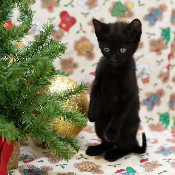 A baby small-sized male Black Domestic Short Hair cat named RisoC for adoption in East Saint Louis, IL