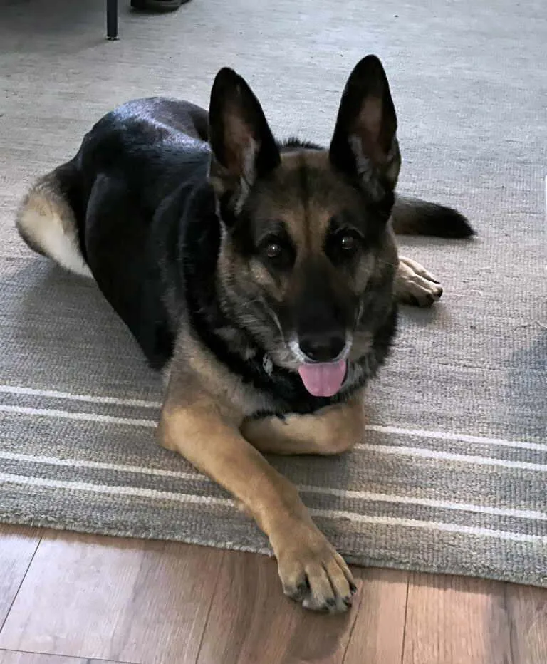 An adult large-sized female Black German Shepherd Dog dog named Baghira for adoption in Pleasant Grove, CA