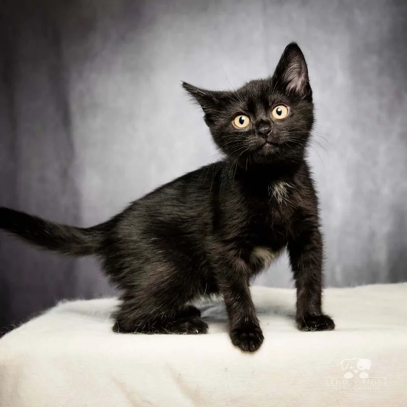 A baby small-sized female Black & White / Tuxedo Domestic Medium Hair cat named Poppy for adoption in Calimesa, CA
