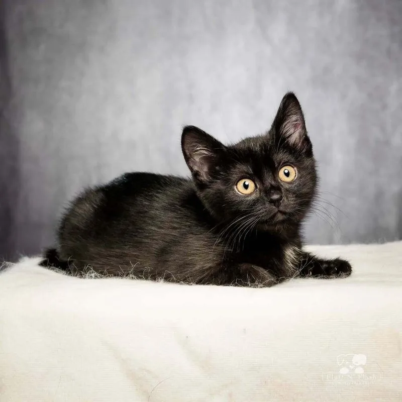Poppy thumbnail 2