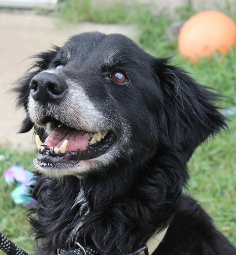 Gracie