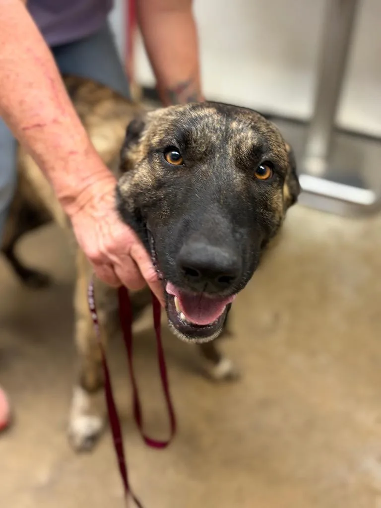 A young large-sized male Belgian Shepherd / Malinois dog named Automobile Gordo for adoption in Lockhart, TX