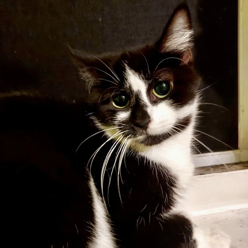 A young medium-sized female Black & White / Tuxedo Domestic Short Hair cat named Coldplay for adoption in Richmond, VA