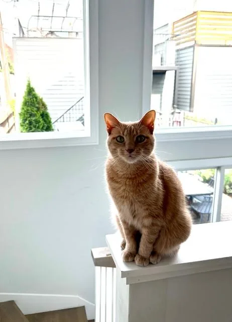 Velveeta thumbnail 2