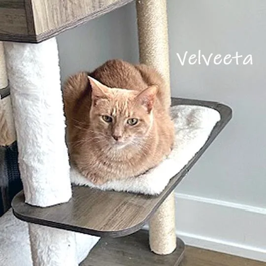 Velveeta